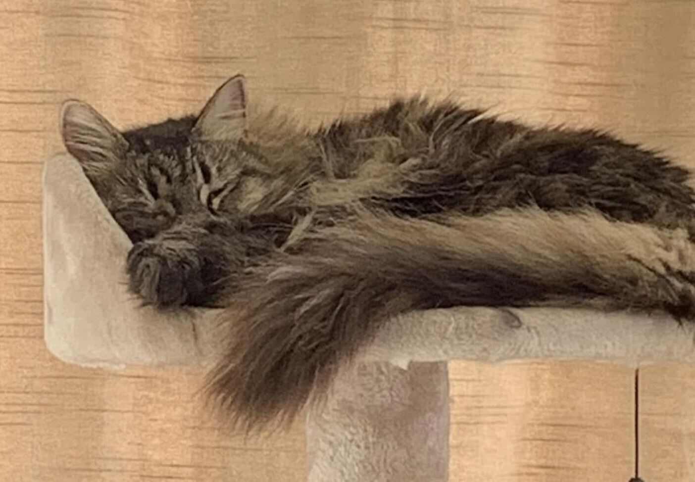 A beloved cat resting peacefully on a perch.