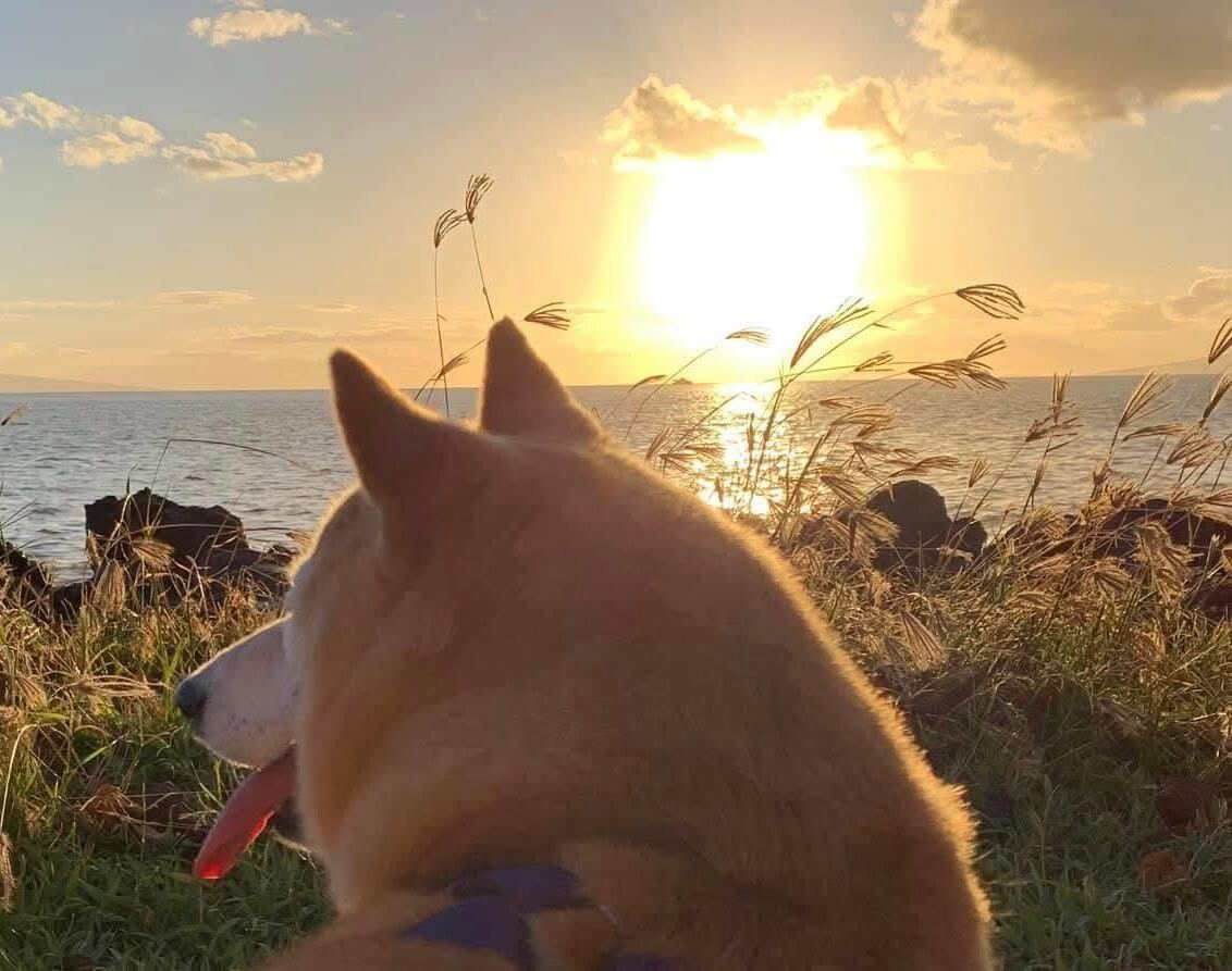A beloved companion watching the sun set over the sea.
