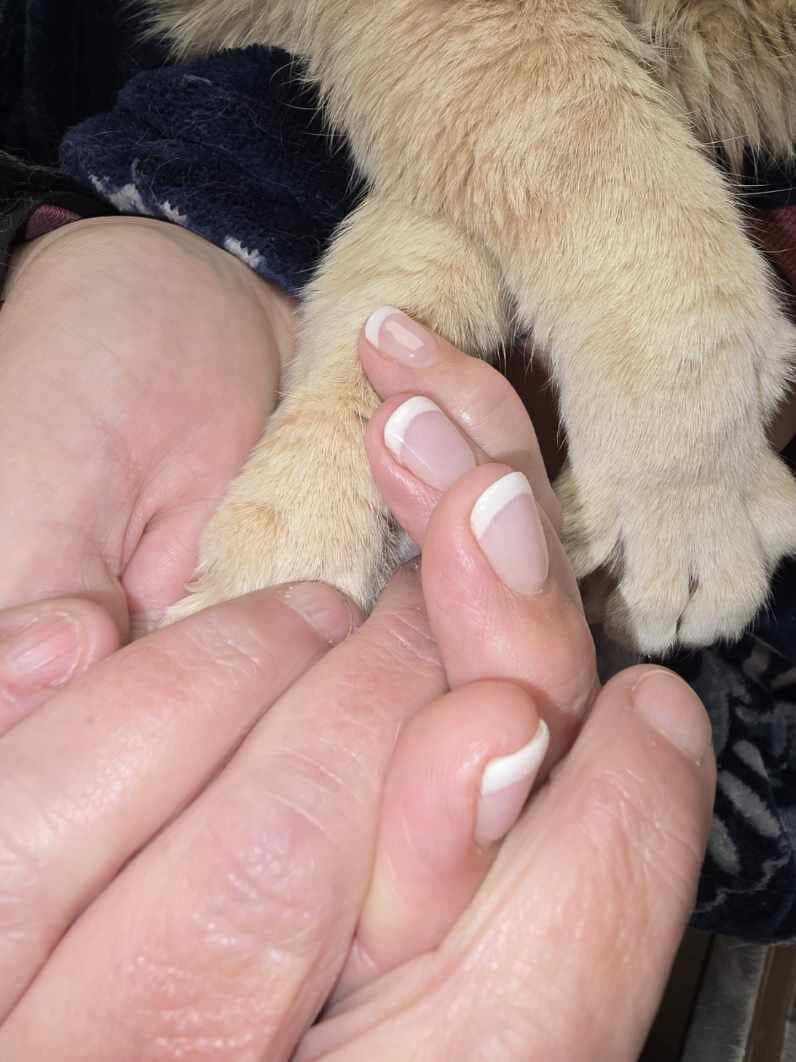 Greif's paw resting in a hand