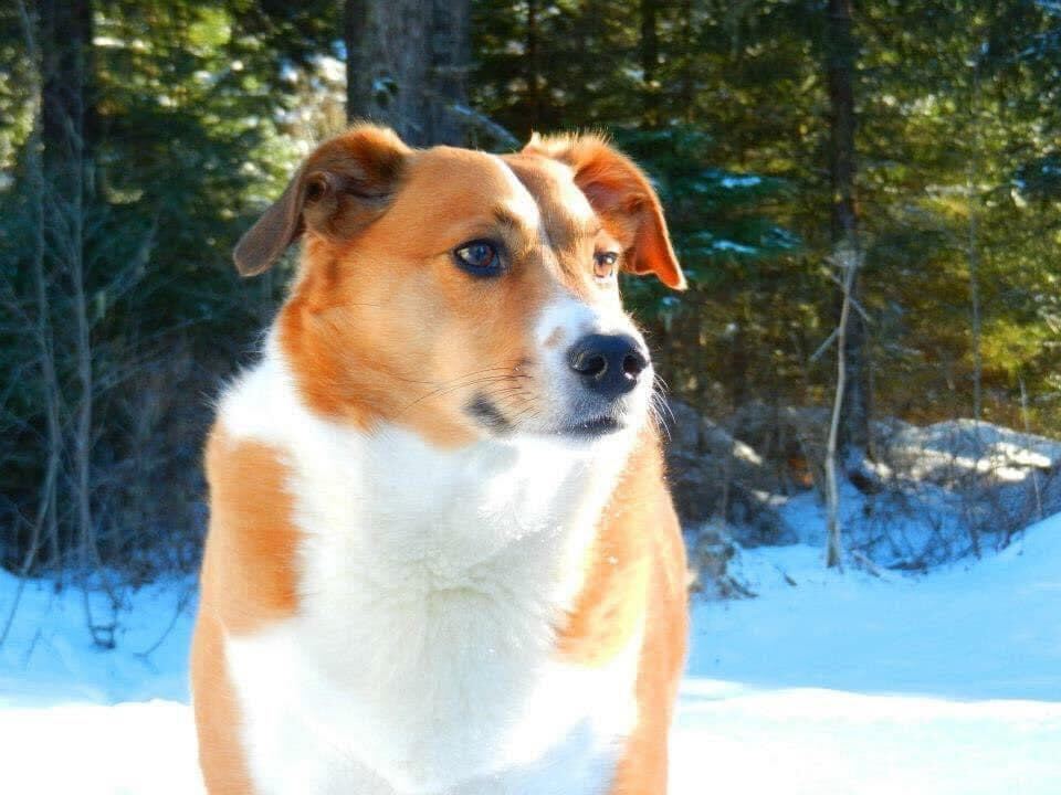 Greif standing in the snow